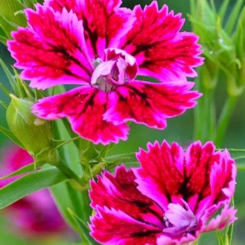 สมาชิกหมายเลข 7296153