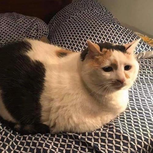 สมาชิกหมายเลข 7605027