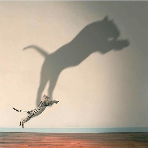 สมาชิกหมายเลข 3440218