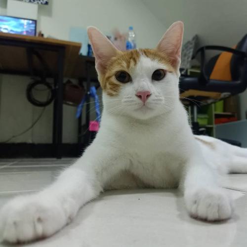 สมาชิกหมายเลข 5086228