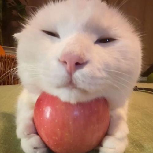 สมาชิกหมายเลข 9217858