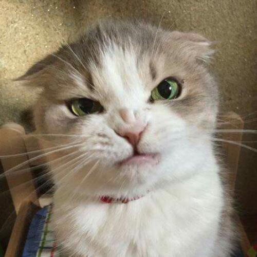 สมาชิกหมายเลข 4704816