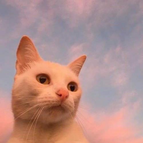 สมาชิกหมายเลข 4377154