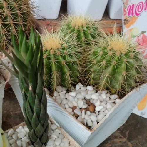 สมาชิกหมายเลข 6603343