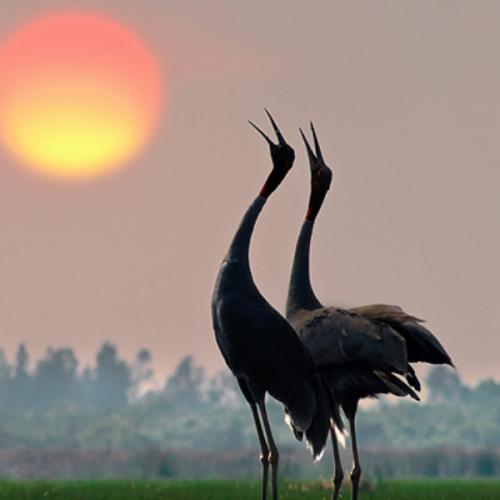 สมาชิกหมายเลข 4430176