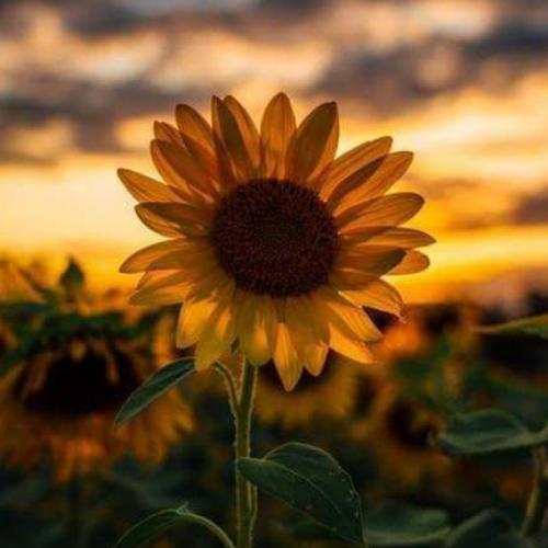 สมาชิกหมายเลข 4648922