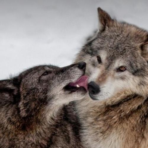 สมาชิกหมายเลข 6249146