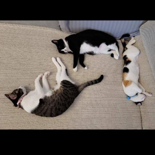 Kittens in the Kitchen