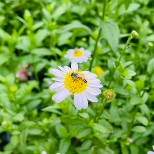 สมาชิกหมายเลข 2607688