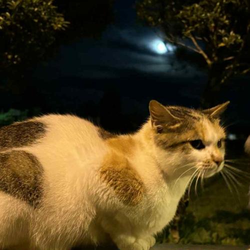 สมาชิกหมายเลข 9219385