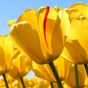 สมาชิกหมายเลข 3684584