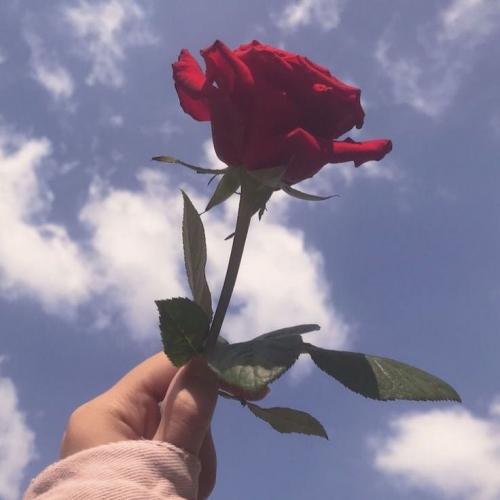 สมาชิกหมายเลข 4515557