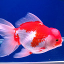 สมาชิกหมายเลข 5467911