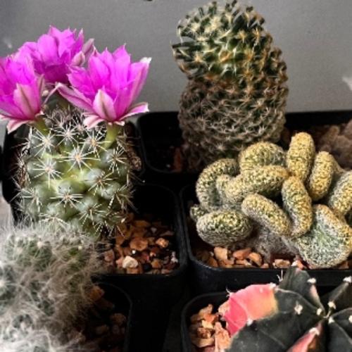 รากไม้ออร์ริส