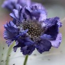 สมาชิกหมายเลข 3863373