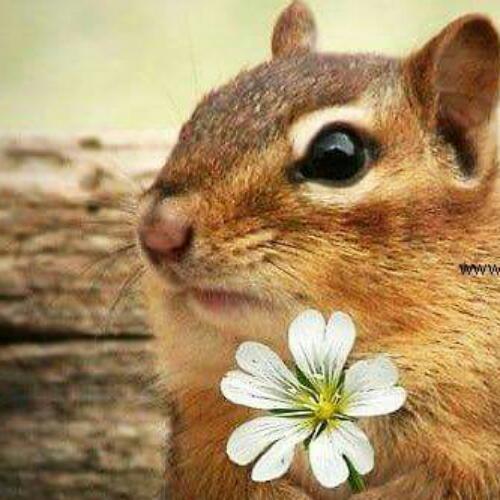 สมาชิกหมายเลข 4705865