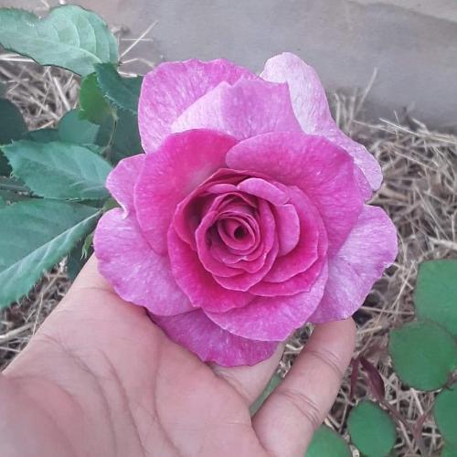 สมาชิกหมายเลข 5074348