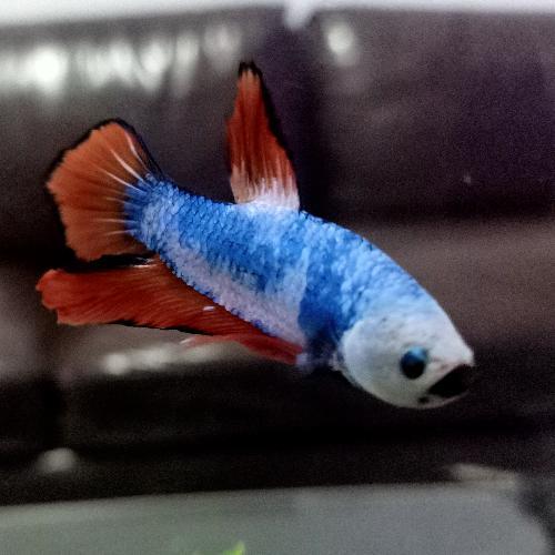 สมาชิกหมายเลข 5994135