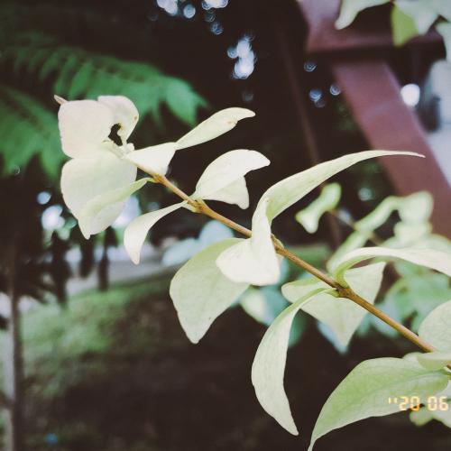 สมาชิกหมายเลข 5994200