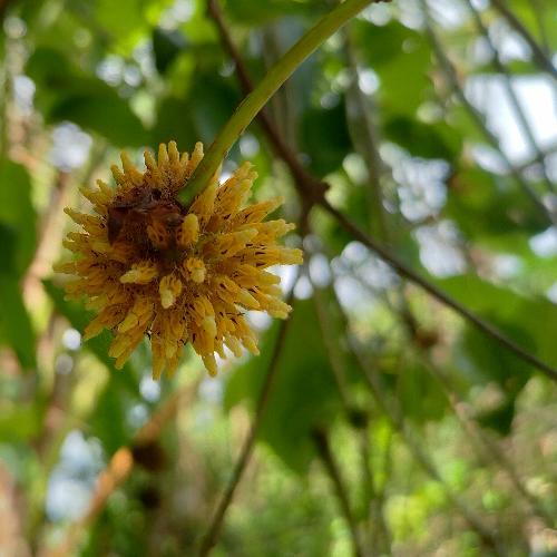 ไอไหร่นิ