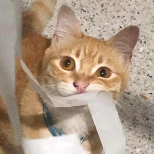 สมาชิกหมายเลข 5981807