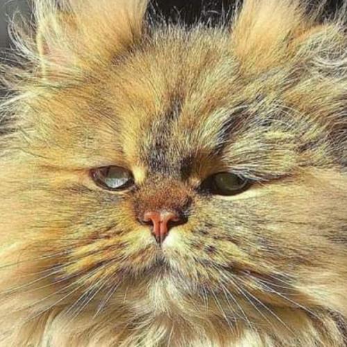 สมาชิกหมายเลข 6605789