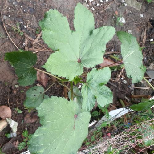 สมาชิกหมายเลข 6606250