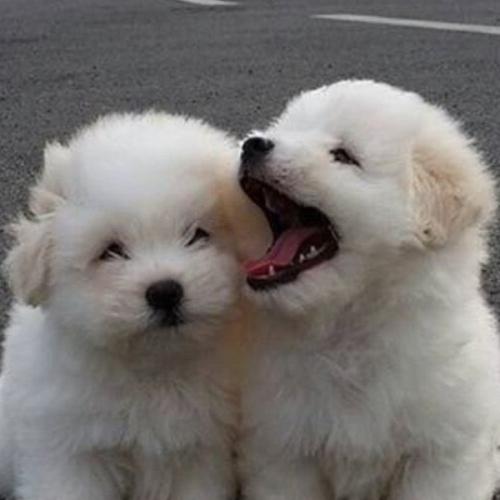 สมาชิกหมายเลข 8217112