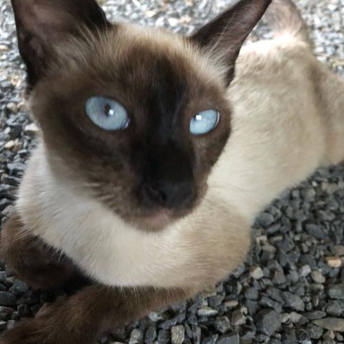 สมาชิกหมายเลข 4088284