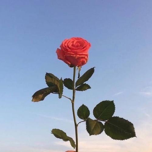 สมาชิกหมายเลข 5468965