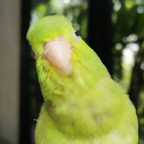 สมาชิกหมายเลข 5995096