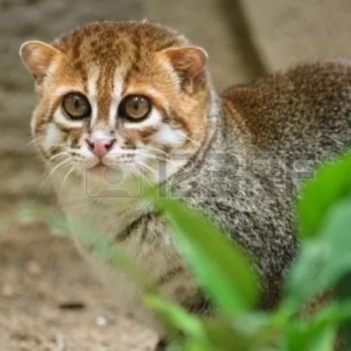 สมาชิกหมายเลข 7266389