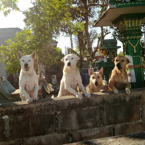 สมาชิกหมายเลข 4706700