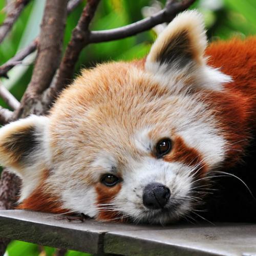 สมาชิกหมายเลข 4437172