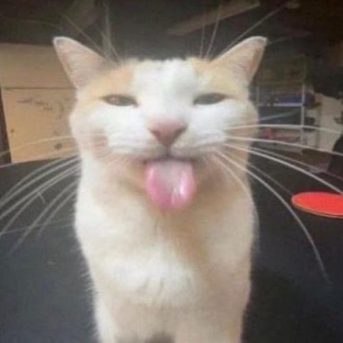 สมาชิกหมายเลข 7034067