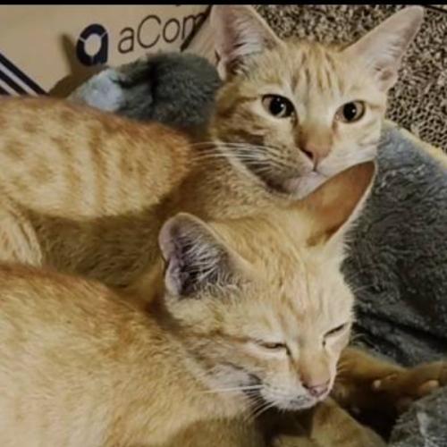 สมาชิกหมายเลข 5225034