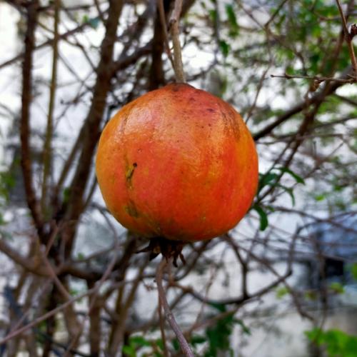 สมาชิกหมายเลข 5996128