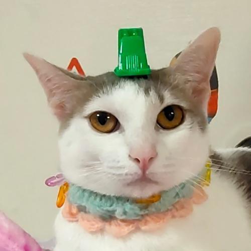 สมาชิกหมายเลข 6444755