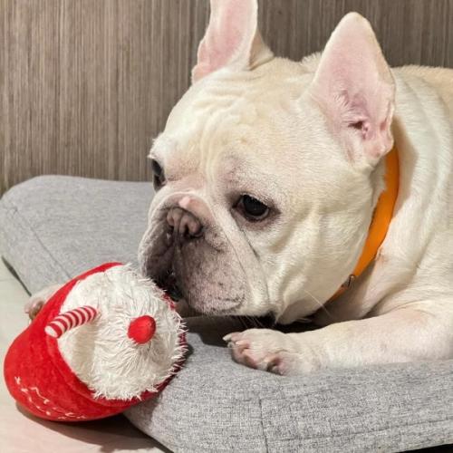 สมาชิกหมายเลข 9224231