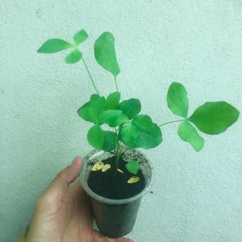 สมาชิกหมายเลข 5076744