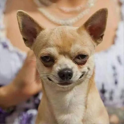 สมาชิกหมายเลข 2241734