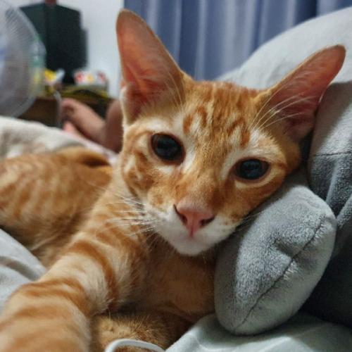 สมาชิกหมายเลข 4787314