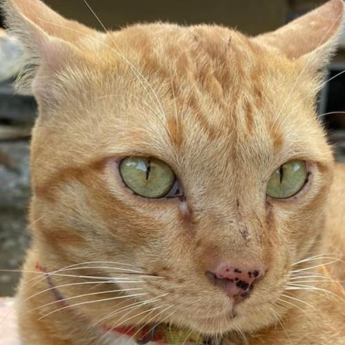 สมาชิกหมายเลข 2186492