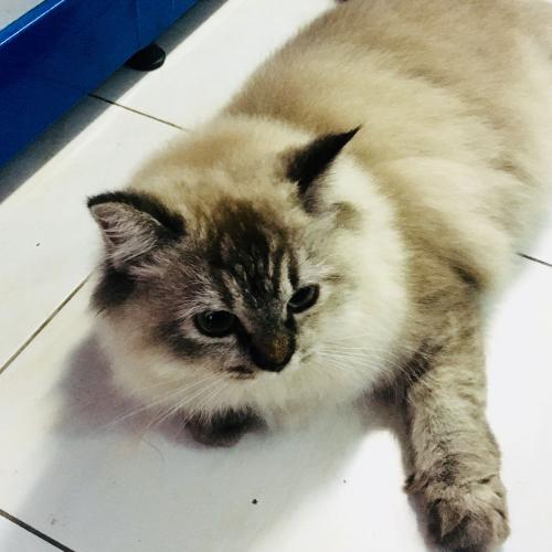 สมาชิกหมายเลข 1501389