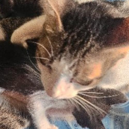 สมาชิกหมายเลข 5785046