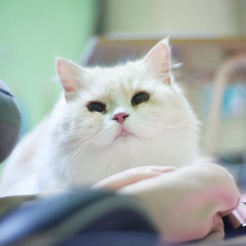 สมาชิกหมายเลข 2264419