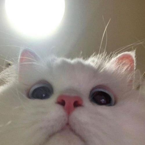 สมาชิกหมายเลข 5997613