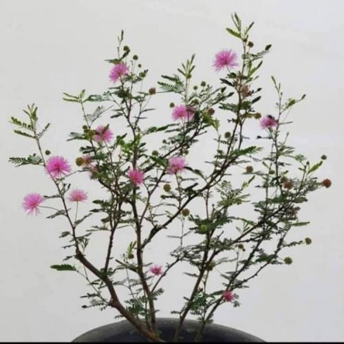 สมาชิกหมายเลข 5997652