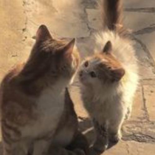 สมาชิกหมายเลข 6609421