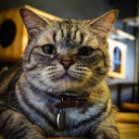 สมาชิกหมายเลข 4830164